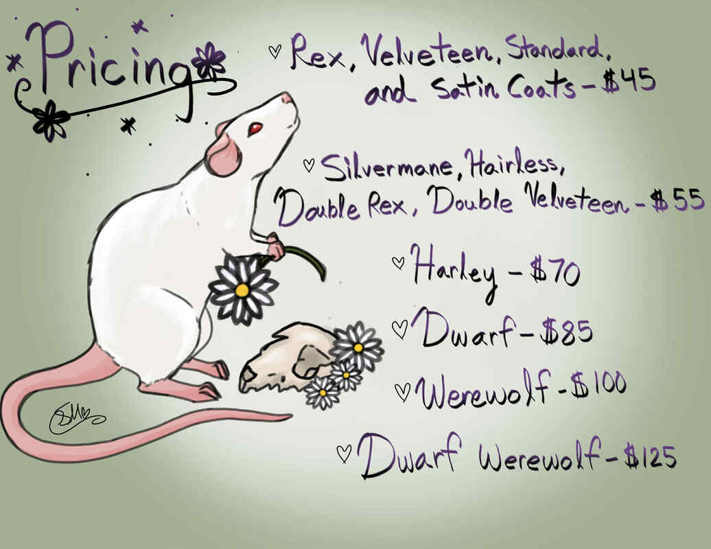 Daisy Fields Rattery pricing infographic